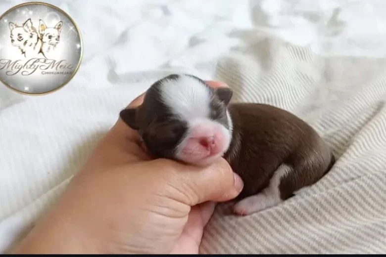 Chihuahua Long Coat