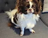 Chihuahua Long Coat