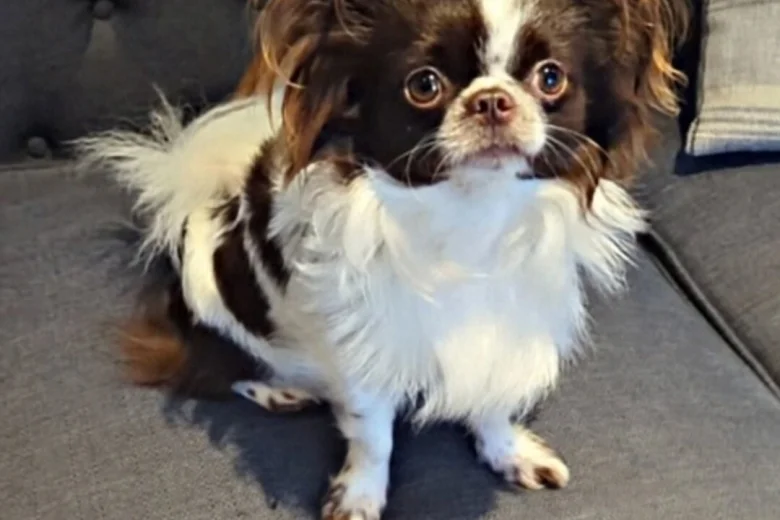 Chihuahua Long Coat