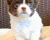Chihuahua Long Coat