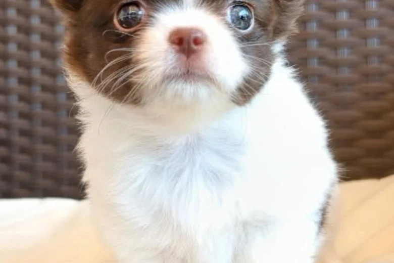 Chihuahua Long Coat