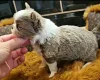 Chihuahua Long Coat