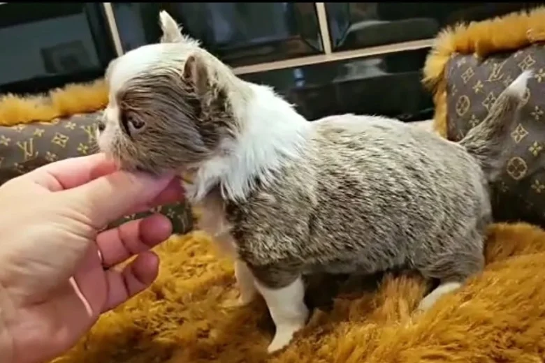 Chihuahua Long Coat