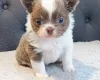 Chihuahua Long Coat