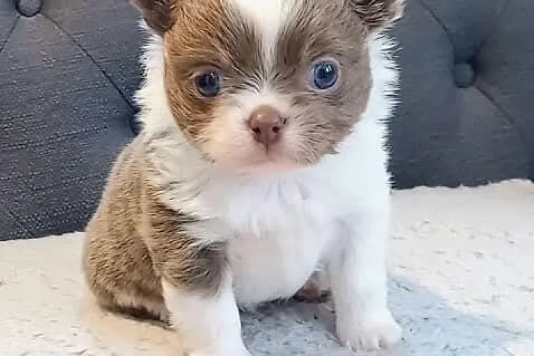 Chihuahua Long Coat