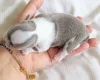 Chihuahua Long Coat