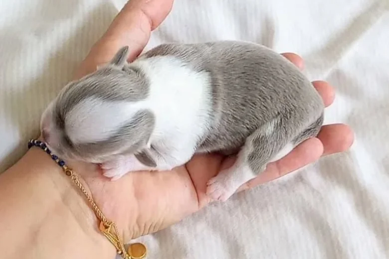 Chihuahua Long Coat
