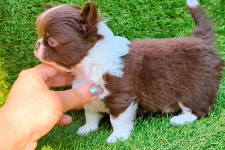 Chihuahua Long Coat
