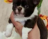 Chihuahua Long Coat