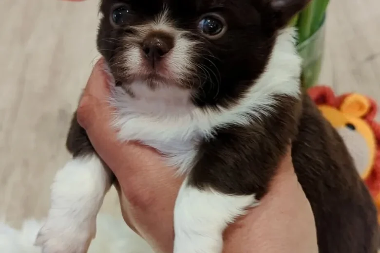 Chihuahua Long Coat