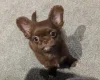 Chihuahua Long Coat