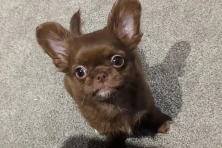 Chihuahua Long Coat