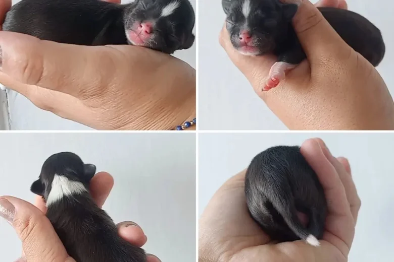 Chihuahua Long Coat
