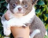 Chihuahua Long Coat