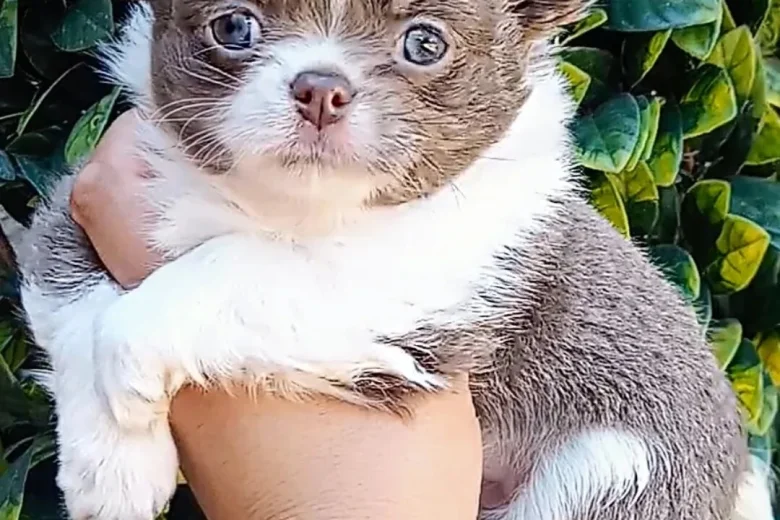 Chihuahua Long Coat