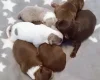 Chihuahua Long Coat