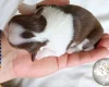 Chihuahua Long Coat