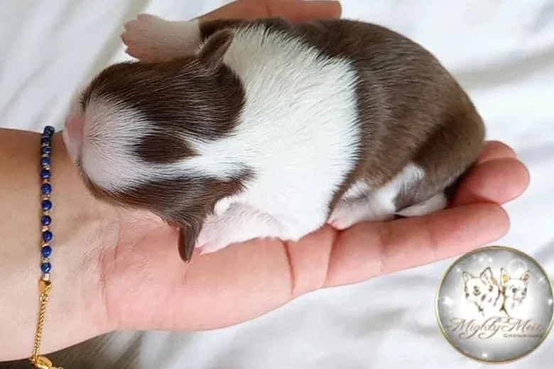 Chihuahua Long Coat