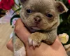 Chihuahua Long Coat