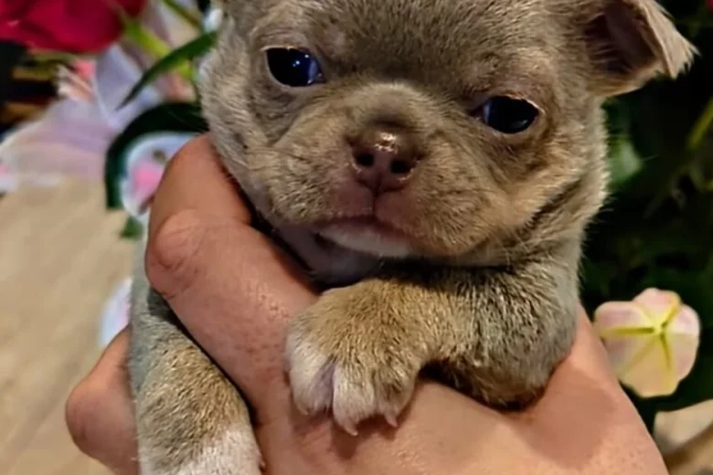 Chihuahua Long Coat