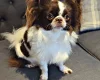 Chihuahua Long Coat