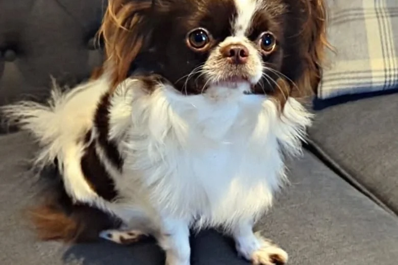 Chihuahua Long Coat