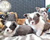 Chihuahua Long Coat