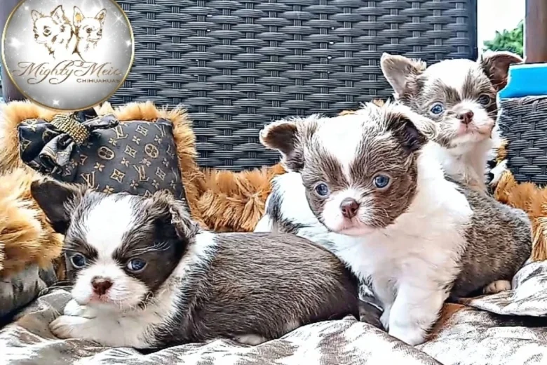 Chihuahua Long Coat