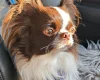 Chihuahua Long Coat