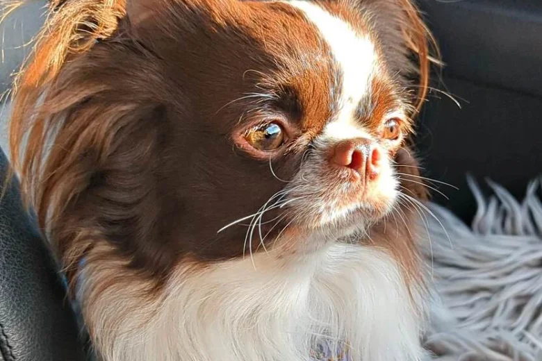 Chihuahua Long Coat