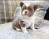Chihuahua Long Coat
