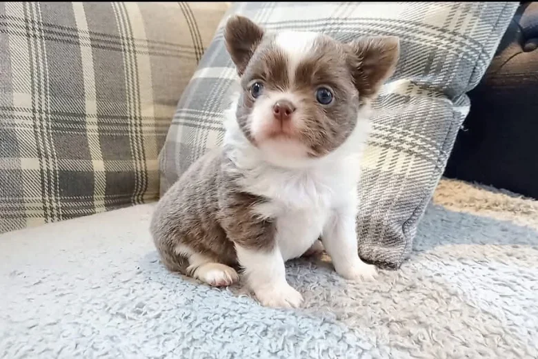 Chihuahua Long Coat