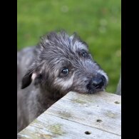 Irish Wolfhound