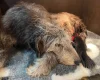 Irish Wolfhound