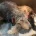 Irish Wolfhound