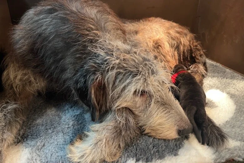 Irish Wolfhound