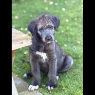 Irish Wolfhound