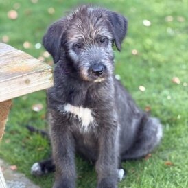 Irish Wolfhound