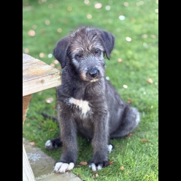 Irish Wolfhound