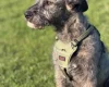 Irish Wolfhound