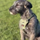 Irish Wolfhound