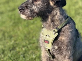 Irish Wolfhound