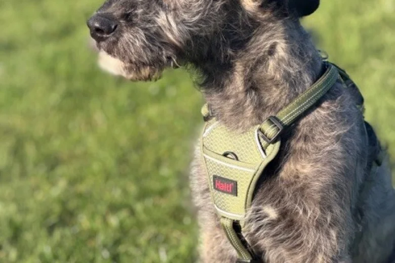 Irish Wolfhound