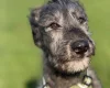 Irish Wolfhound