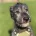 Irish Wolfhound