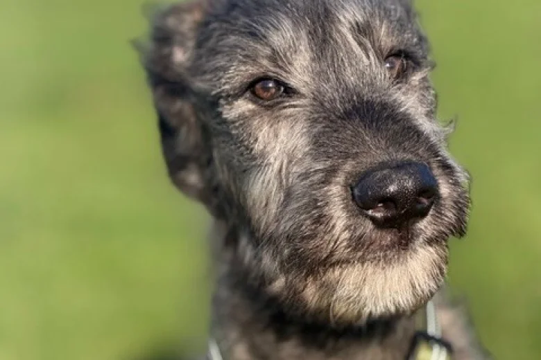 Irish Wolfhound