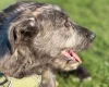 Irish Wolfhound
