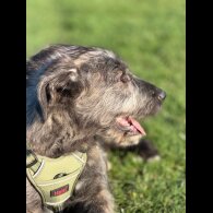 Irish Wolfhound