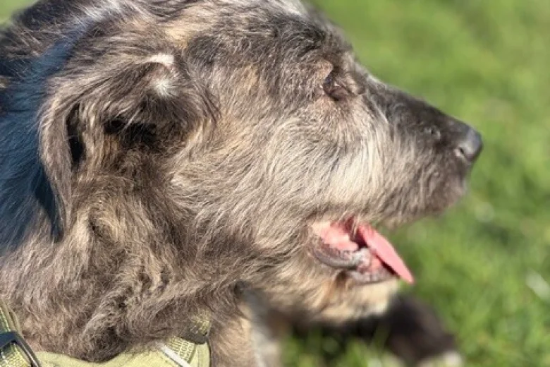 Irish Wolfhound