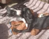 Italian Greyhound